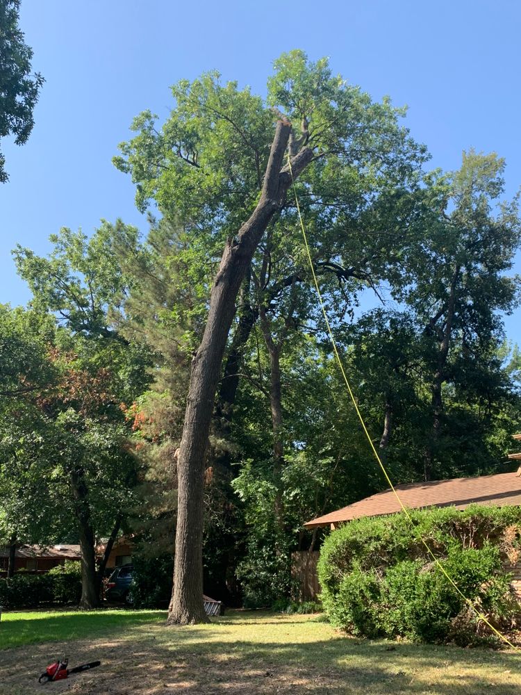 All Photos for TLC Professional Tree Service in Bedford, TX