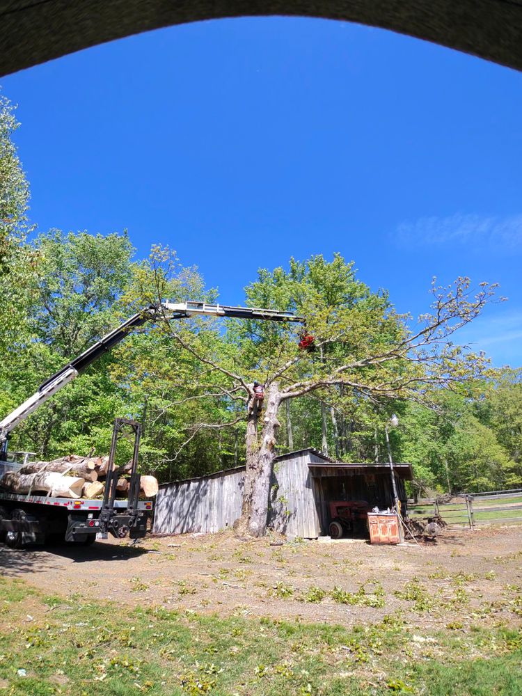 All Photos for Darbie's Tree Service in Newburg,  MD
