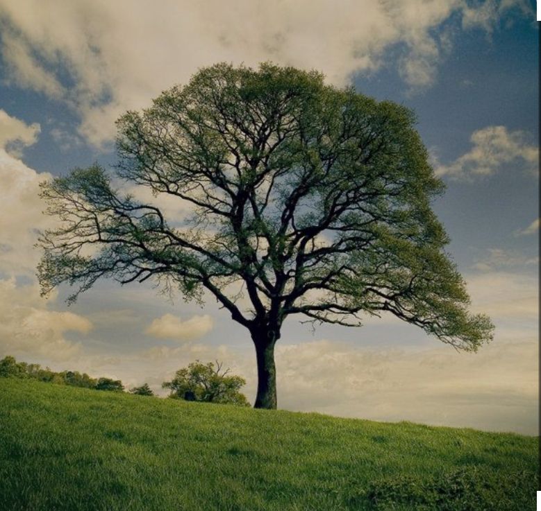 All Photos for KB’s Stump Removal in Seminole, FL