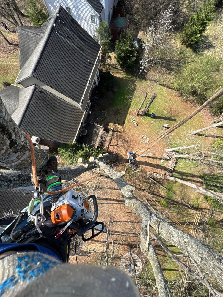 All Photos for Pedro's Tree Removal in Charlotte, NC