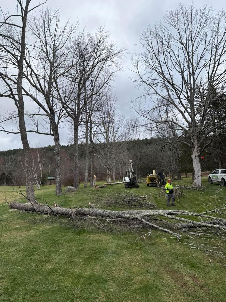 All Photos for Sterlings Tree Removal in Cobleskill, New York