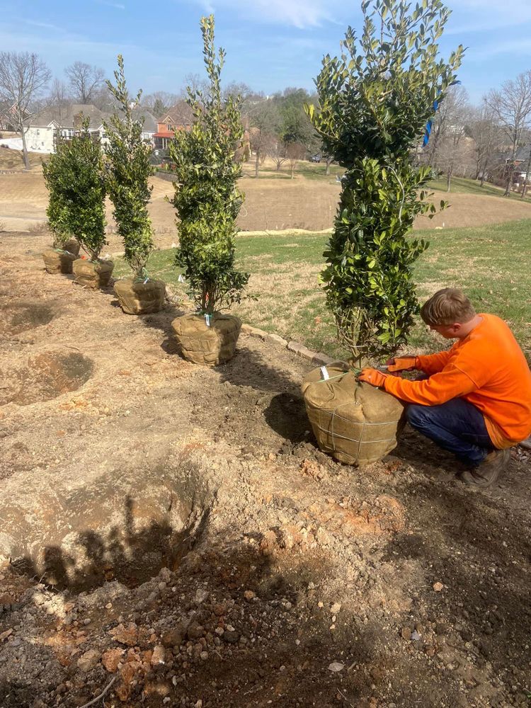 Our Tree Planting service offers homeowners the opportunity to enhance their landscaping by adding beautiful and beneficial trees that can provide shade, improve air quality, and increase property value. for Mtn. View Lawn & Landscapes in Chattanooga, TN