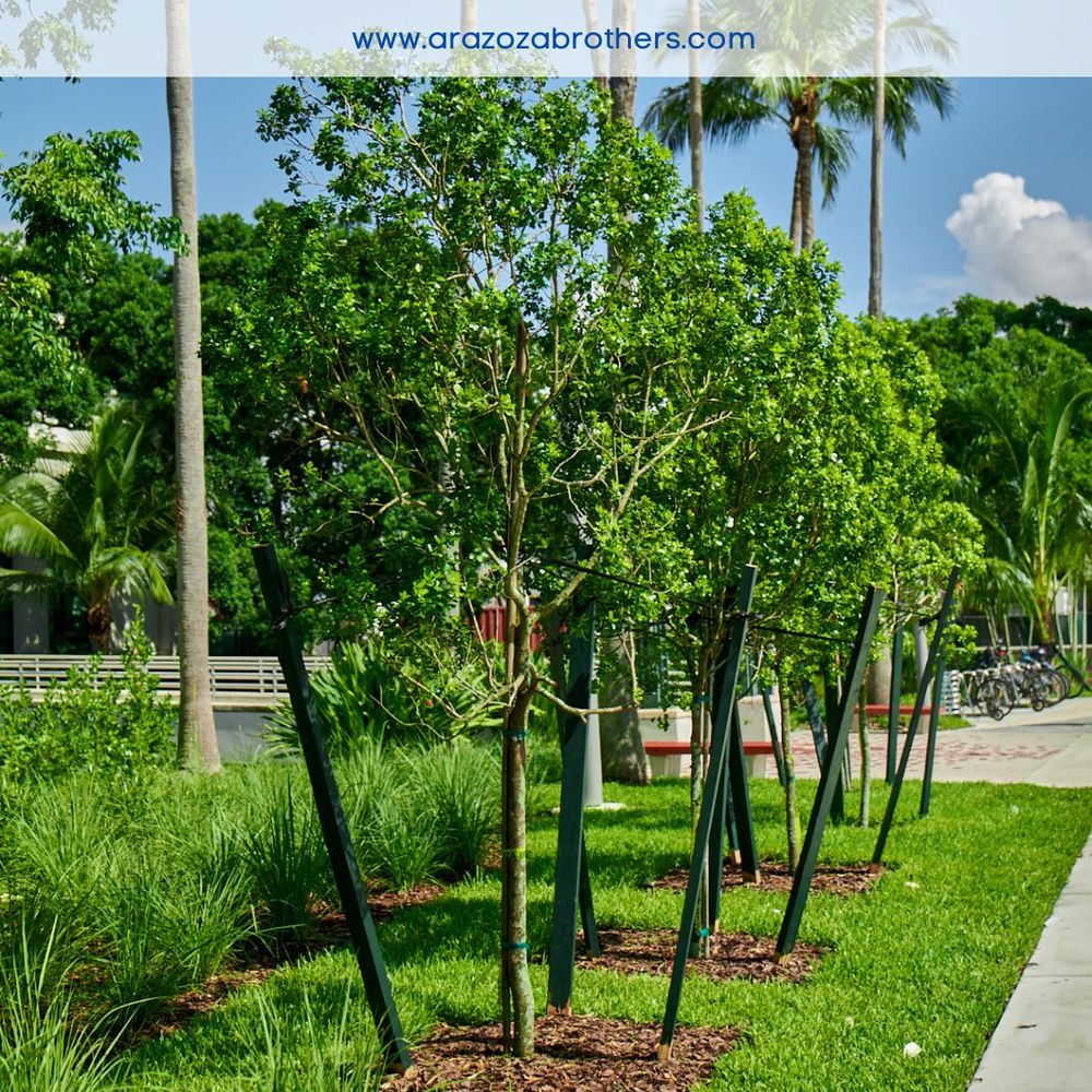 Landscape for Arazoza Brothers Corporation in Miami, FL