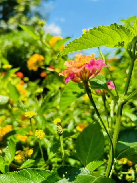 All Photos for Rustic Roots Landscaping in Austin, TX