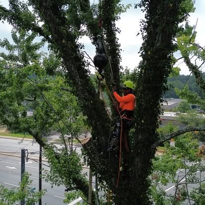 All Photos for Lopez Landscaping and Tree Service  in Waynesville, NC