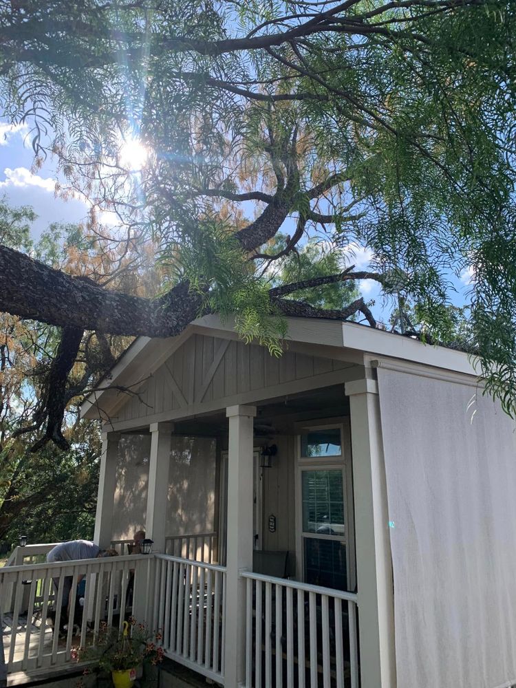 Tree Removal for Rollins Tree Service in Eastland, TX