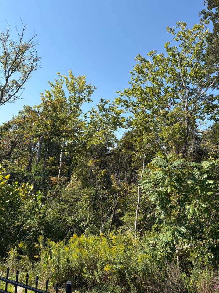All Photos for Dig-It Tree Company in , 