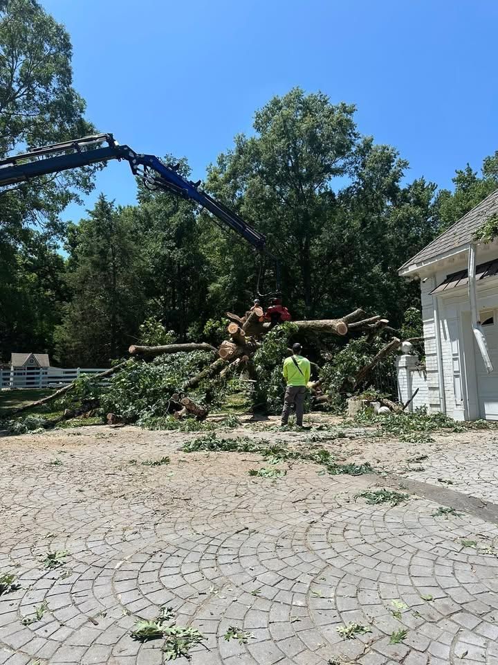 All Photos for Rawls Tree Care in Richmond, VA