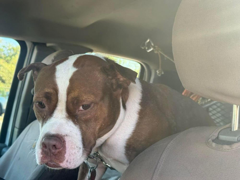 Property Clean Up for The Tree Fairy in Temecula, CA