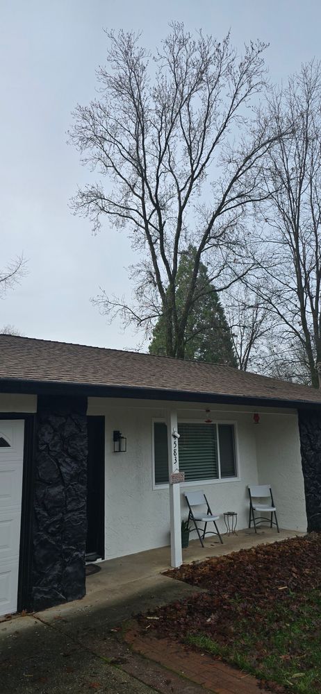 All Photos for George Staddan's Professional Tree Care in Placerville, CA