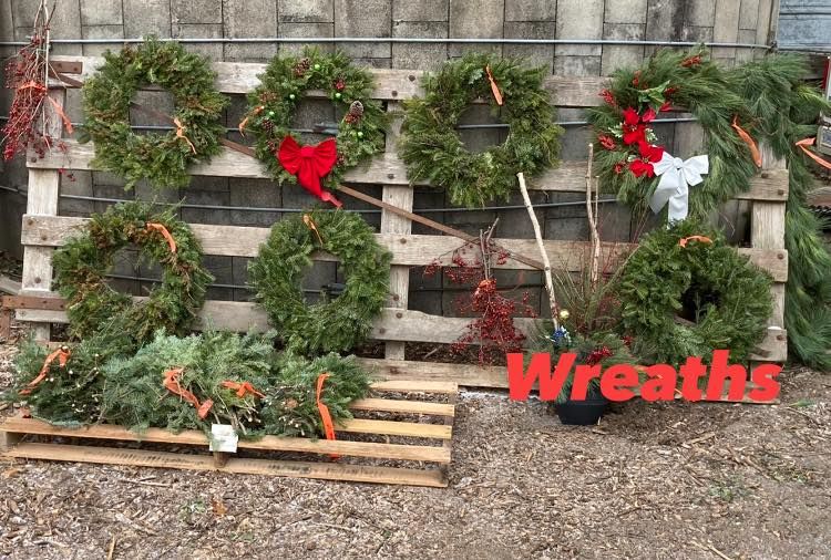 Enhance your holiday decor with our exquisite wreaths, handcrafted for elegance and charm. Perfectly complementing our pre-cut trees, we bring a festive touch to every entrance and living space. for Spring Creek Evergreens in Red Wing, MN