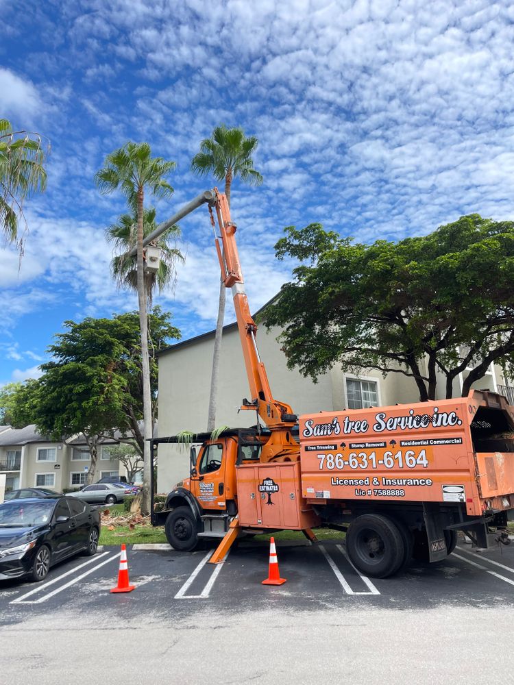 All Photos for Sam's Tree Service in Miami Beach,  FL