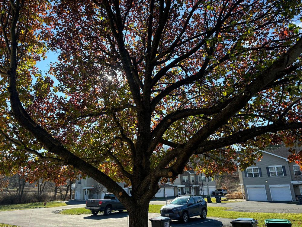 All Photos for T's Trees in Albany, NY