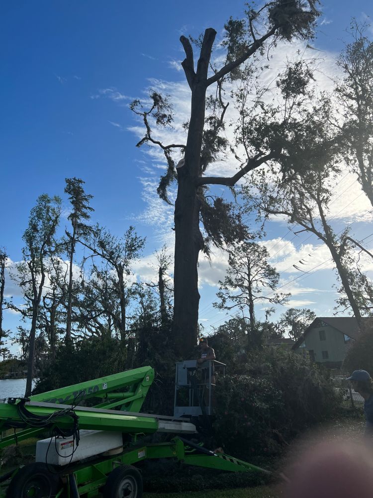 Tree Removal for Broadway & McMullen Construction in Purvis, MS