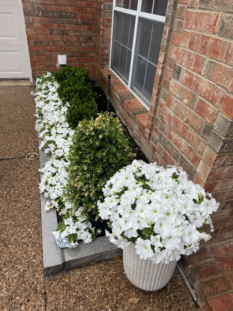 Spring flowers  for Guerrero's Landscape in Fort Worth,  TX