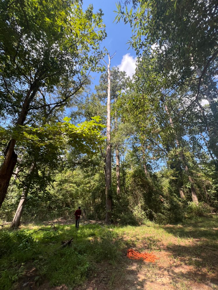 All Photos for Best Price Tree Service in Hallsville, TX