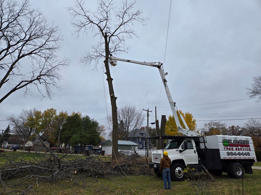 All Photos for Olson Tree Service, Inc in Winnebago County, IL