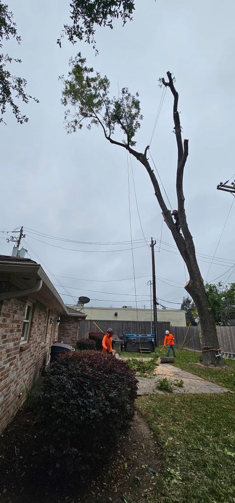 All Photos for Servin's Tree Care  in Houston, TX