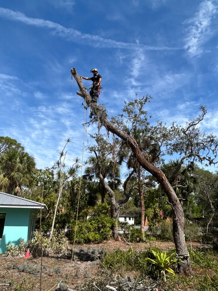 Tree Removal for Damian’s Tree Care in Sarasota, FL
