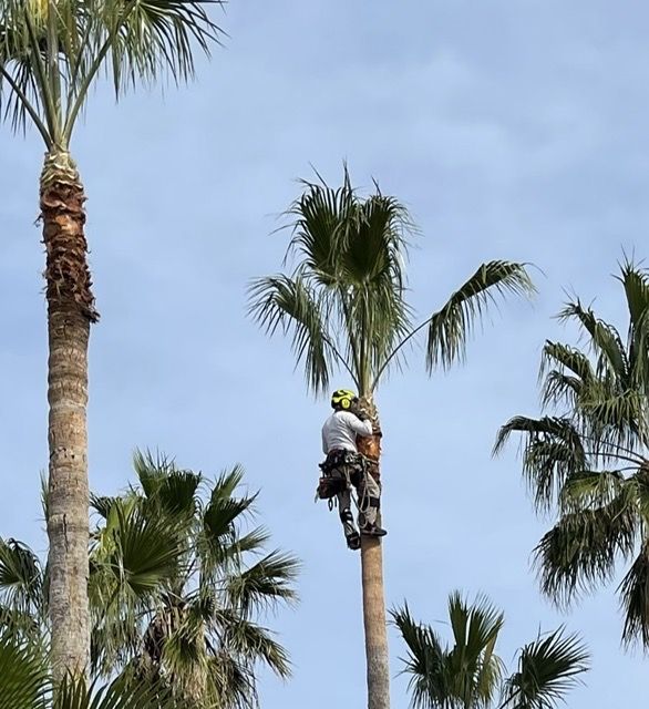 Enhance your property's curb appeal and safety with our expert tree trimming service, designed to ensure healthy growth, prevent hazards, and maintain the natural beauty of your landscape. for Johnnys Pro Cutters in Corpus Christi, TX