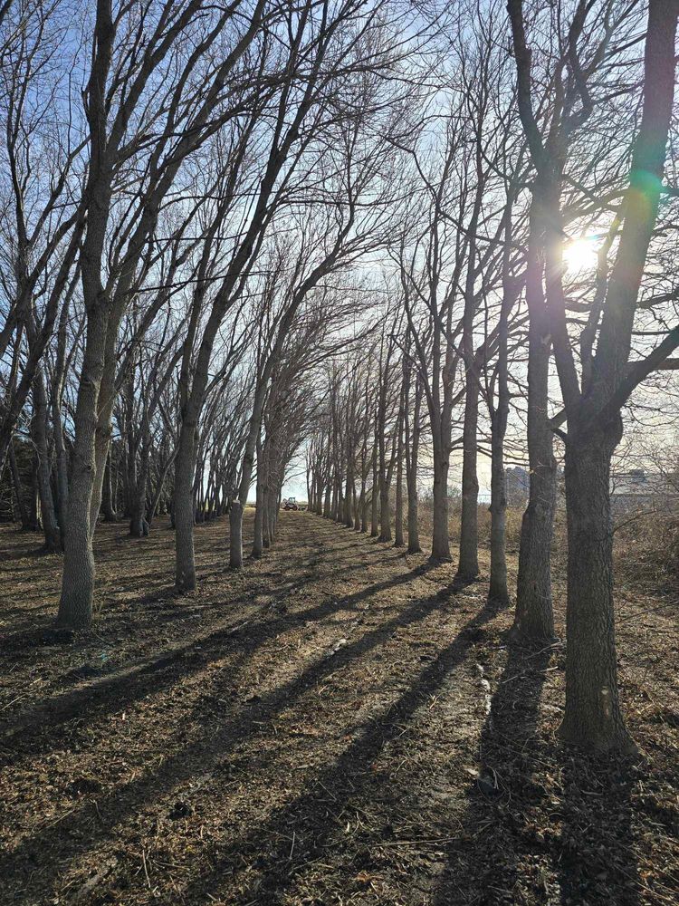 Tree Removal for Tree Tech in Luverne, MN