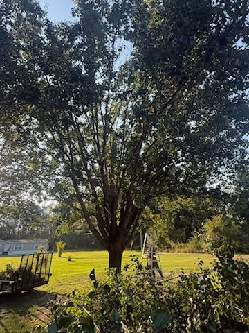 All Photos for Hawkins Tree Service & Land Management in Richmond Hill, GA