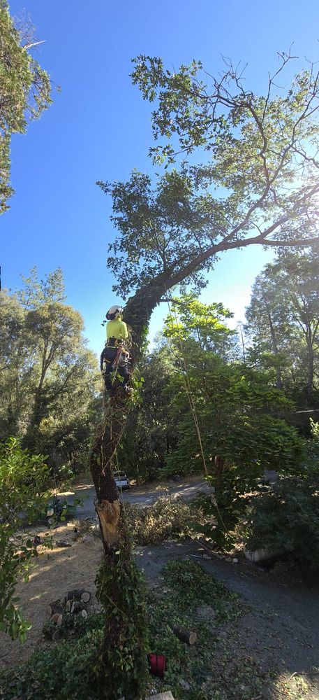 All Photos for Sammy's Tree Services in Rancho Cordova, CA