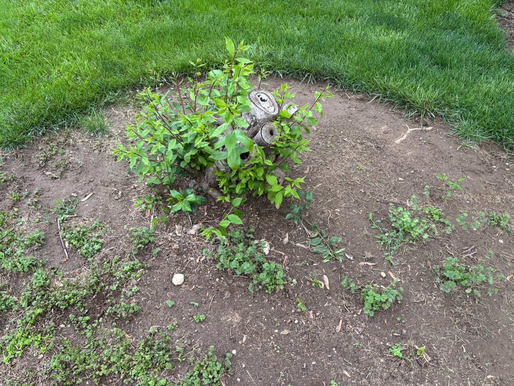 All Photos for Conrad's Stump Removal in Columbus, IN