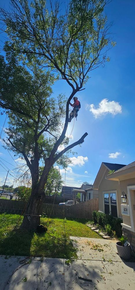 All Photos for Servin's Tree Care  in Houston, TX