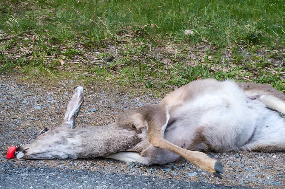 All Photos for All Starr Dead Animal and Deer Removal in Manchester Township, NJ