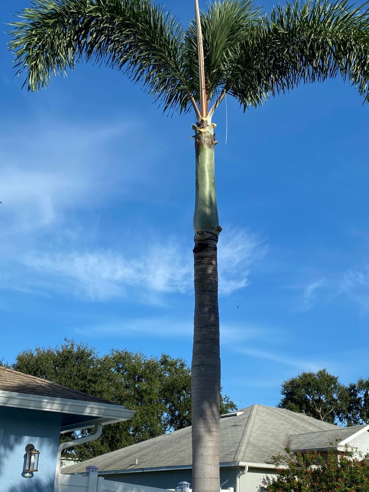 tree work for Cintim Worldly Creations in Jupiter, FL