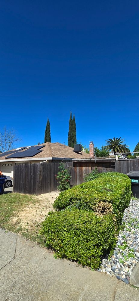 All Photos for George Staddan's Professional Tree Care in Placerville, CA