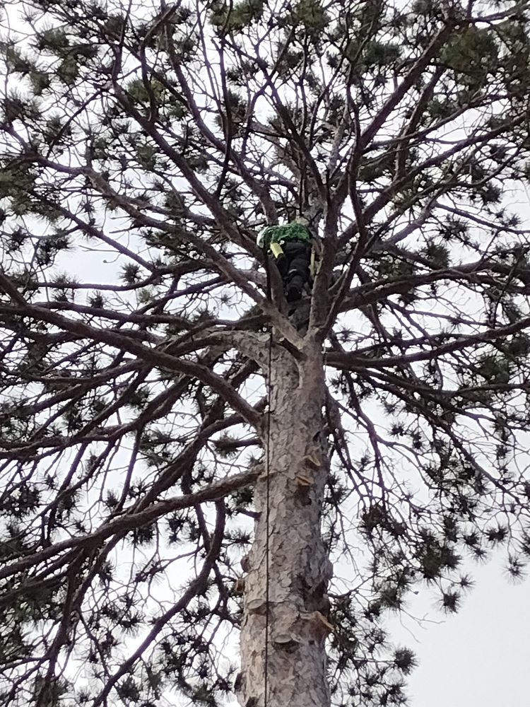 Tree Removal for Dan's tree service in Bemidji, MN