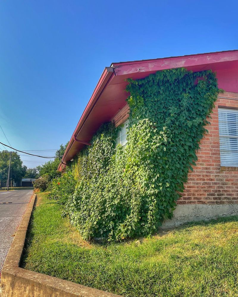 All Photos for Clean Cut Yards in Sherman, Texas