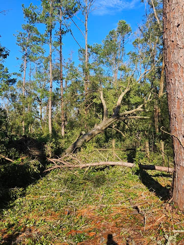 All Photos for American Tree Masters in Alvin, TX