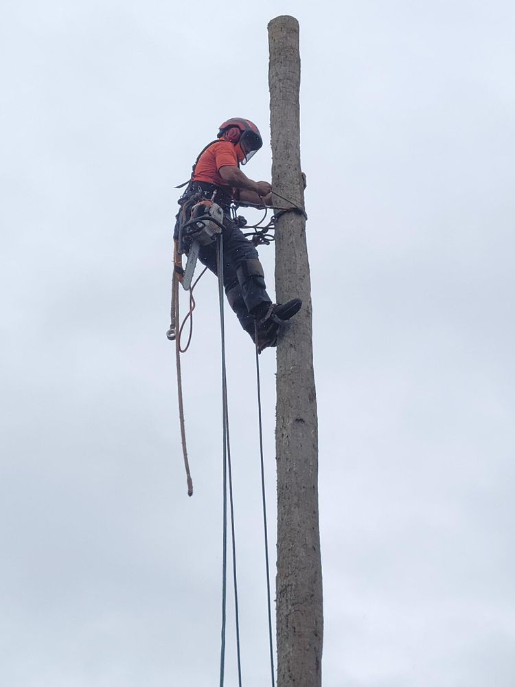 All Photos for Servin's Tree Care  in Houston, TX