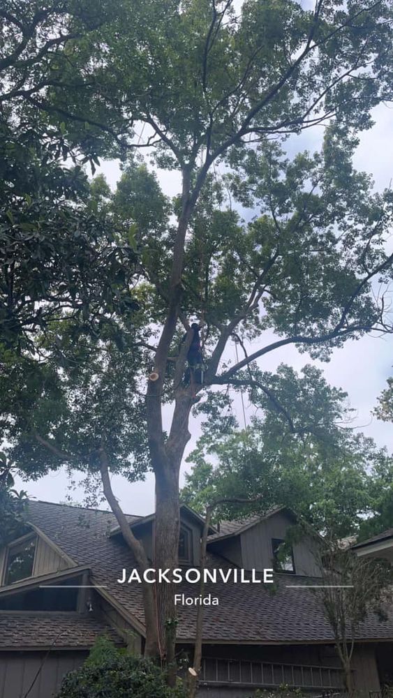 Tree Services for Fast Cut Tree Service in Jacksonville Heights, FL
