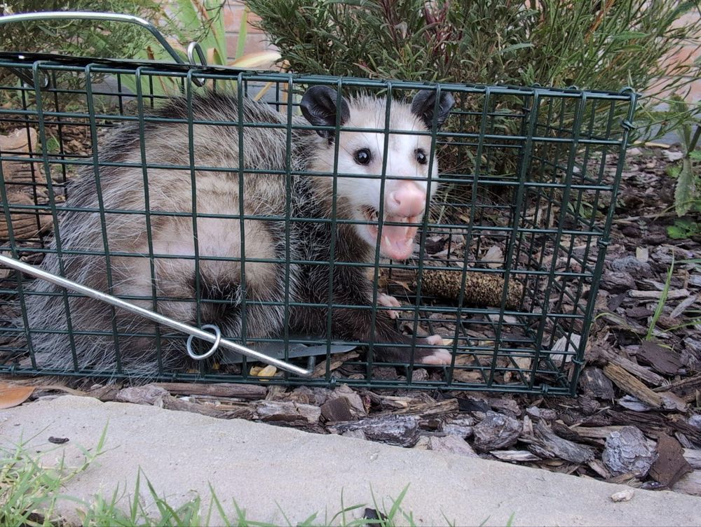 All Photos for Topper's Wildlife Removal in Garland, TX