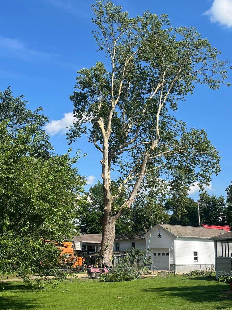 All Photos for Curtis Tree Service LLC in Hopkins County, KY