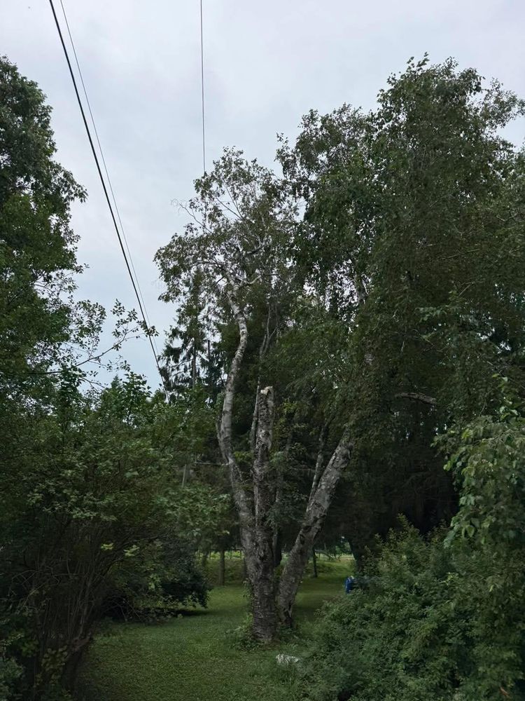 All Photos for Sterlings Tree Removal in Cobleskill, New York