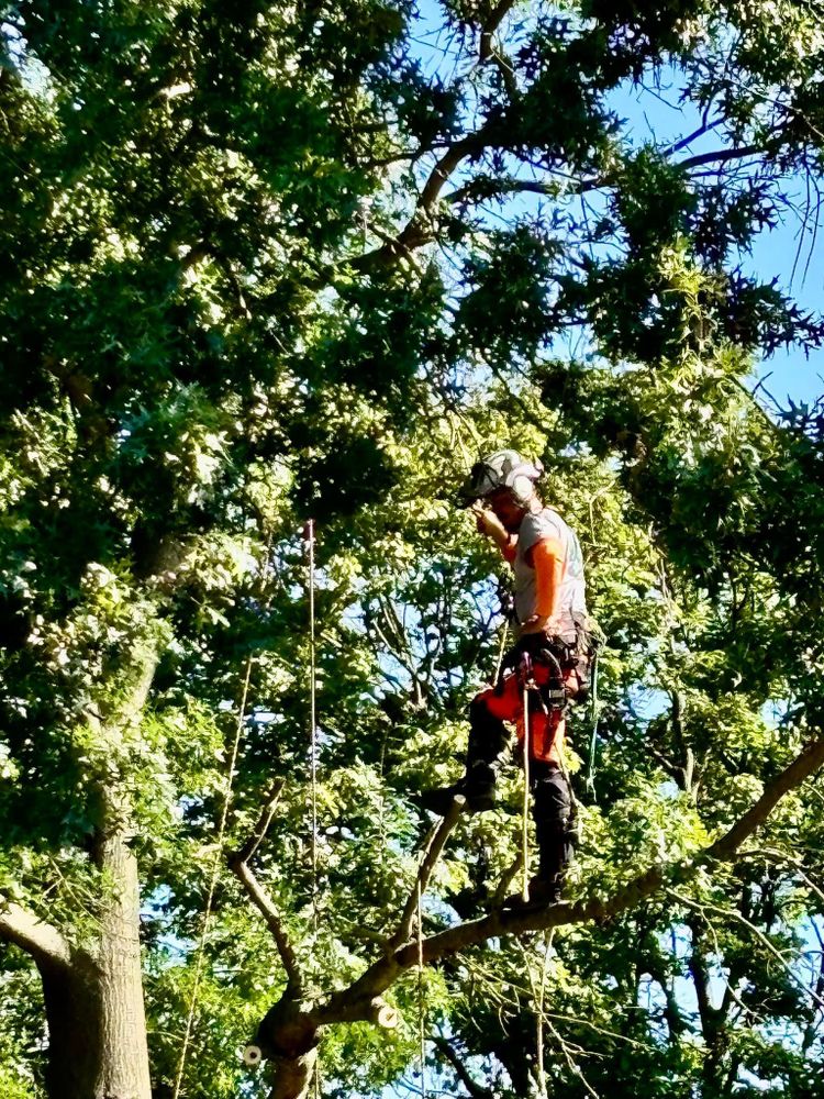 Shrub Trimming for JJ Tree Service in Gibsonia, PA