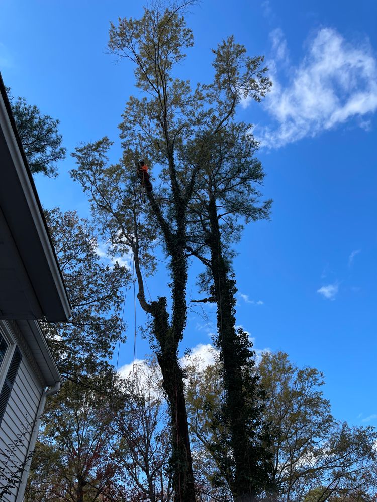 All Photos for Big Bear Tree Service in Newport News, VA