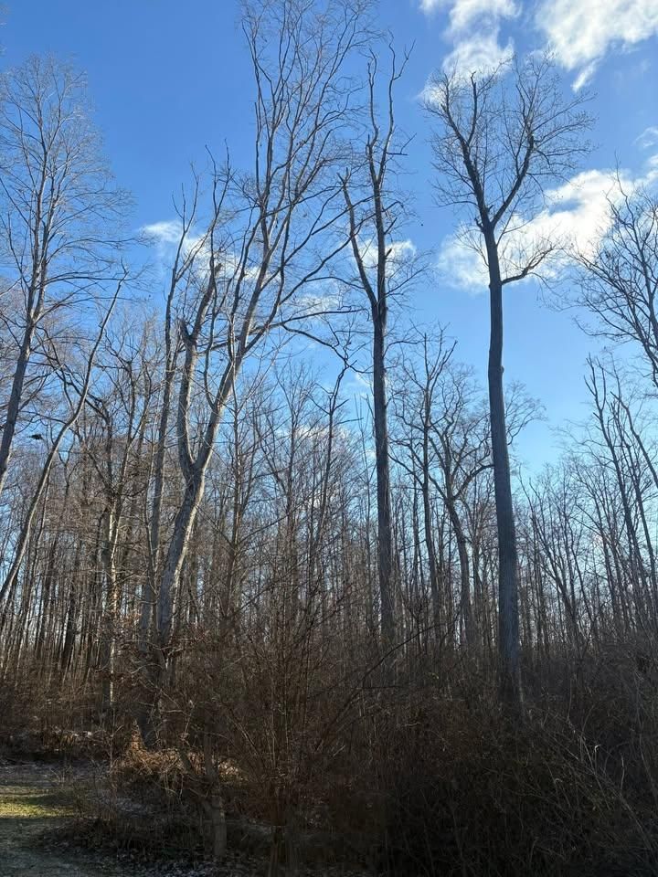 All Photos for Dig-It Tree Company in Mason, OH