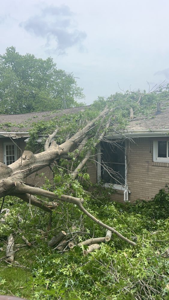 Tree jobs for Fransen's Tree Service  in Freeport, IL