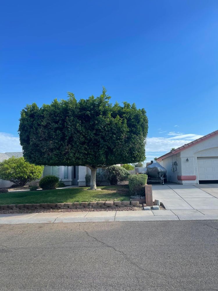 All Photos for Oliver L. Palm & Tree services in Yuma County, AZ