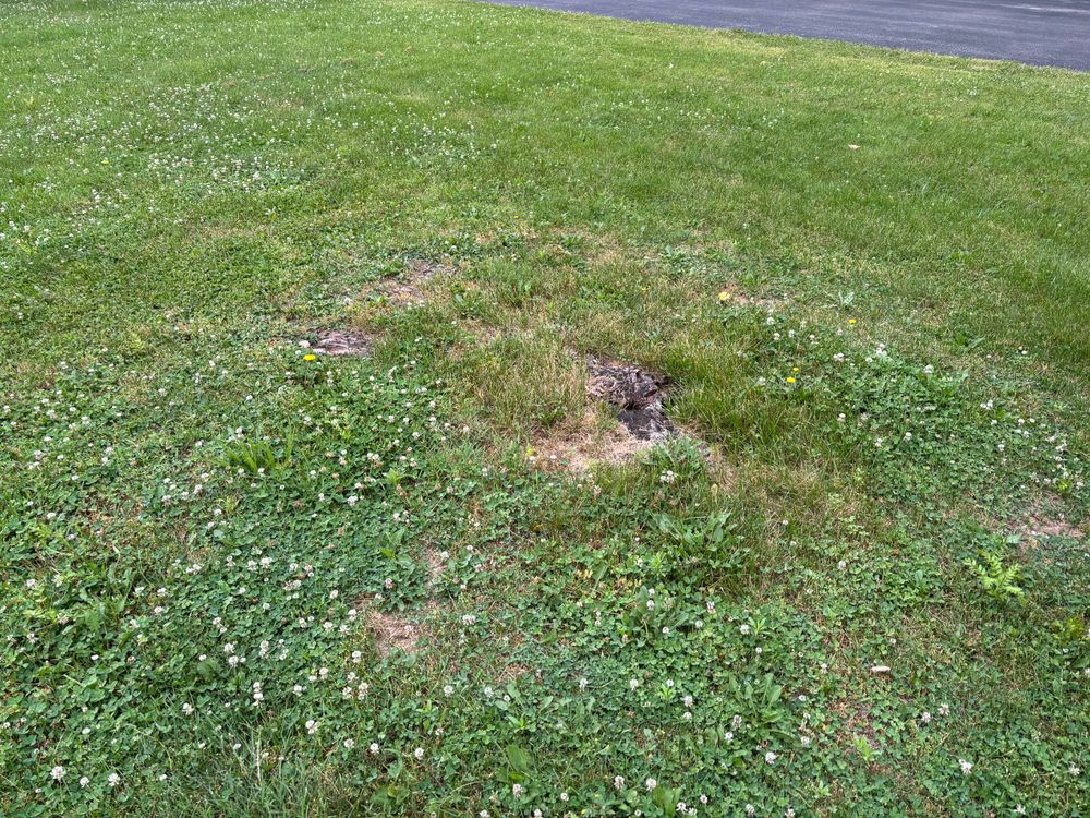 All Photos for Conrad's Stump Removal in Columbus, IN