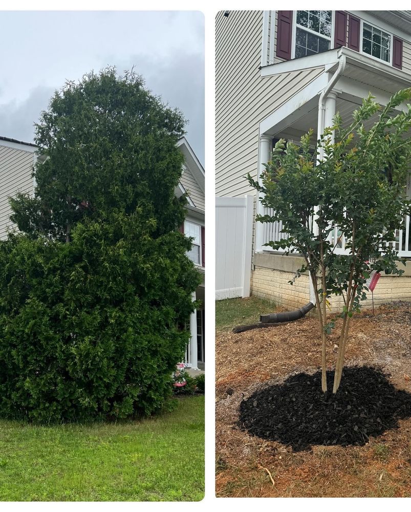 instagram for Branch Out Tree Care LLC in Fredericksburg, VA