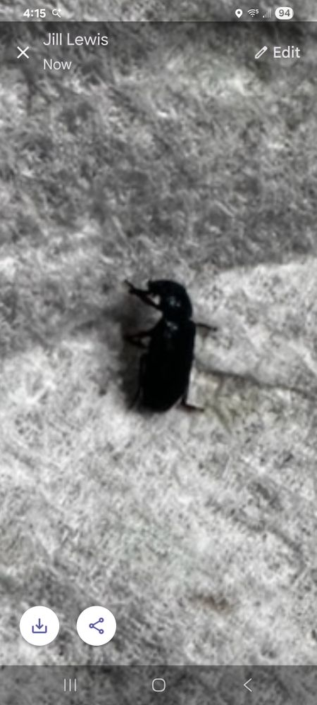 All Photos for Niko's Pest Control in Las Vegas, NV
