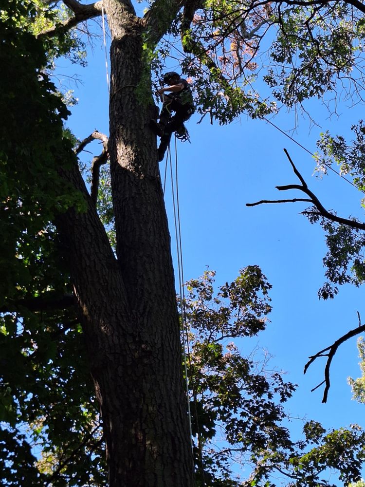 All Photos for Highborn Tree Service in Wheatfield, IN