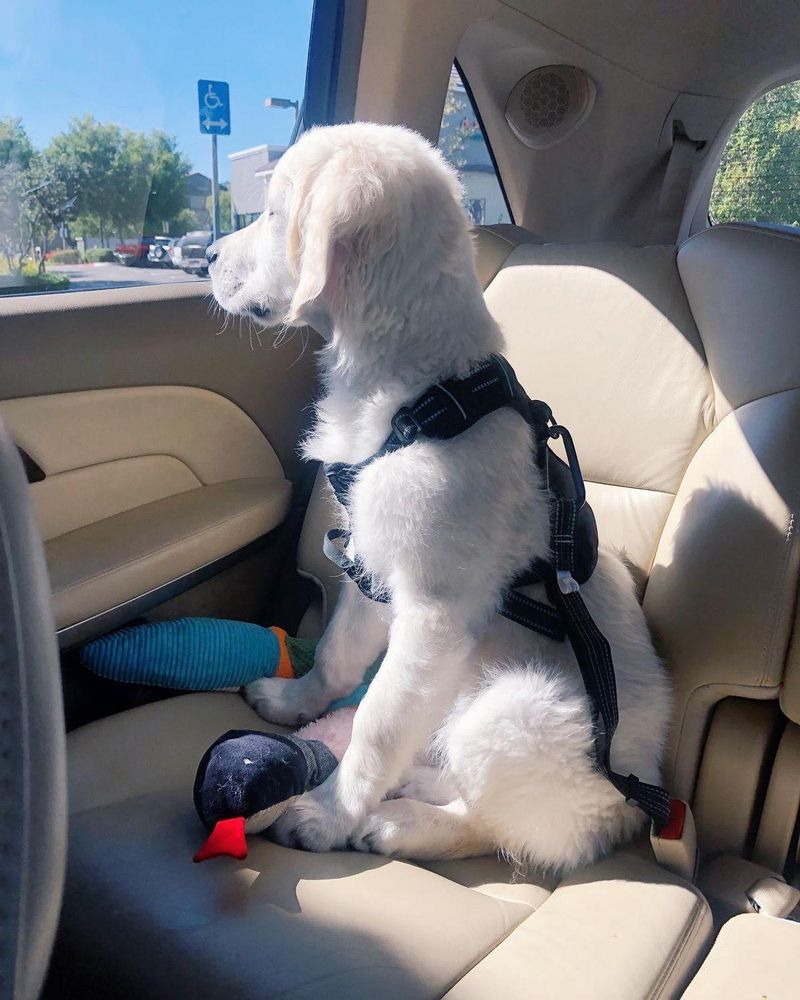 All Photos for Dumbo's Doggy Doors in City of Sammamish, WA